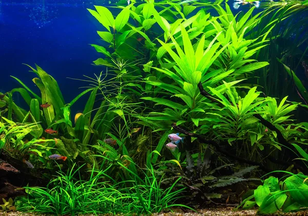 Güzel bir yeşil tropikal tatlı su akvaryum balık ile ekili — Stok fotoğraf