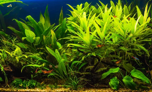 güzel bir yeşil tropikal tatlı su akvaryum balık ile ekili