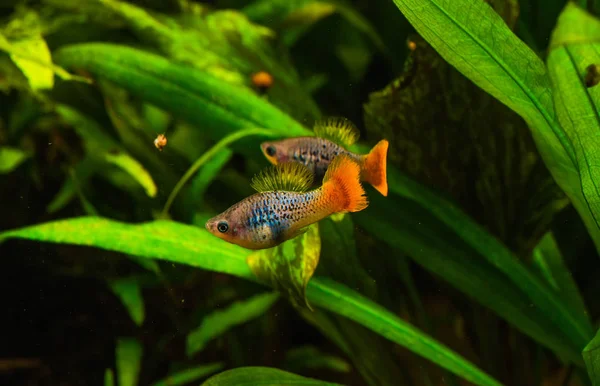 Un hermoso acuario tropical de agua dulce con peces — Foto de Stock