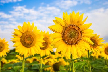 Bulutlu mavi gökyüzü olan ayçiçeği tarlası