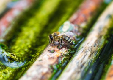 Arılar ve Kraliçe Arı tarak üzerinde