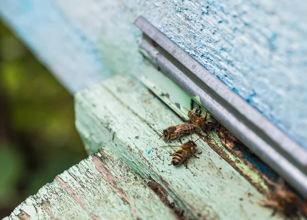 The bees and the queen bee on the comb