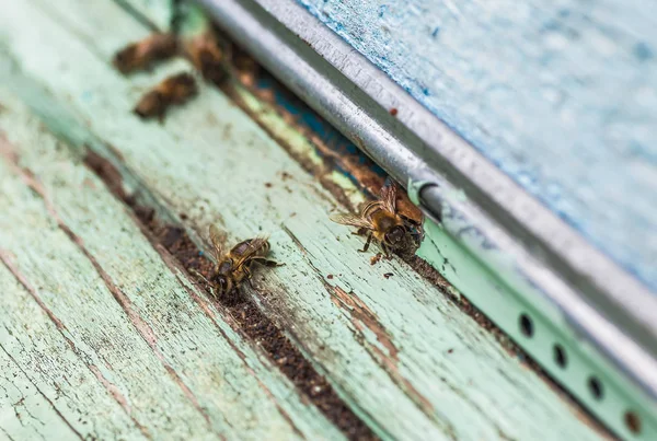 Arılar ve Kraliçe Arı tarak üzerinde