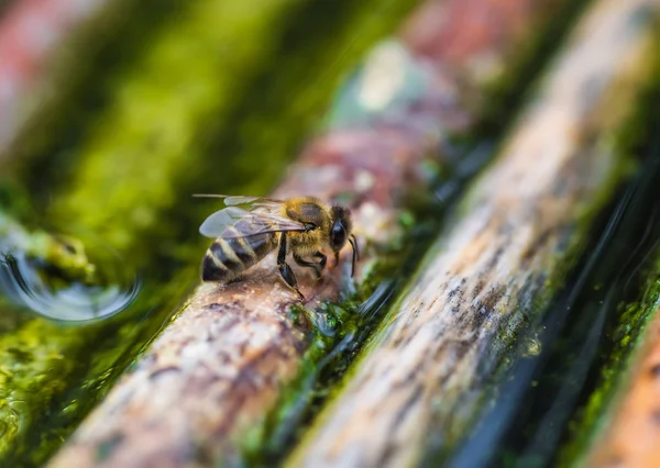 Les abeilles et la reine des abeilles sur le peigne — Photo