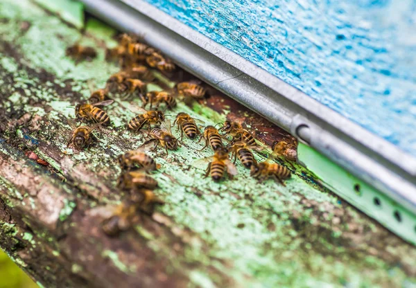 Les abeilles et la reine des abeilles sur le peigne — Photo