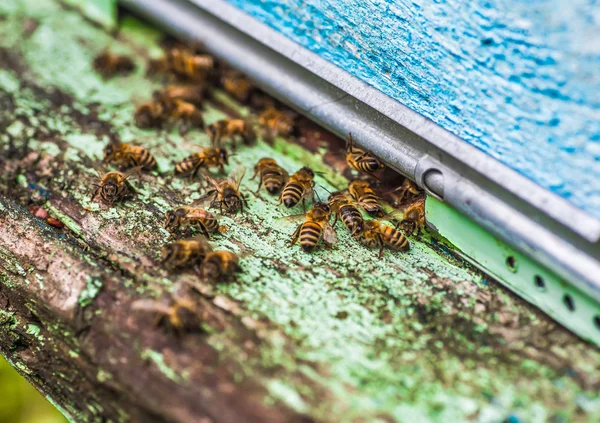 The bees and the queen bee on the comb