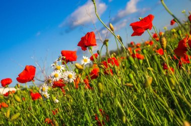 Gün batımında haşhaş tarlası