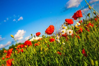 Gün batımında haşhaş tarlası