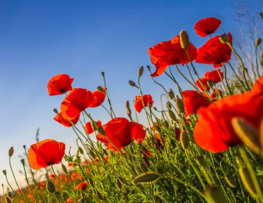 Gün batımında haşhaş tarlası