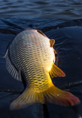 Yakalanmış ve bırakın. Balıkçı sazan bültenleri
