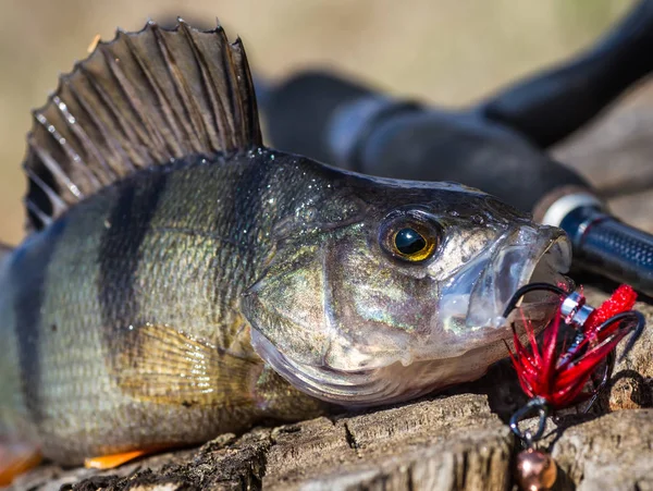 Bir olta ile balık — Stok fotoğraf