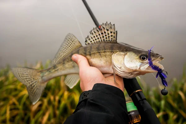 Taze zander yakaladı. Balıkçı yakalamak. Yakaladı balıkçı zander. — Stok fotoğraf