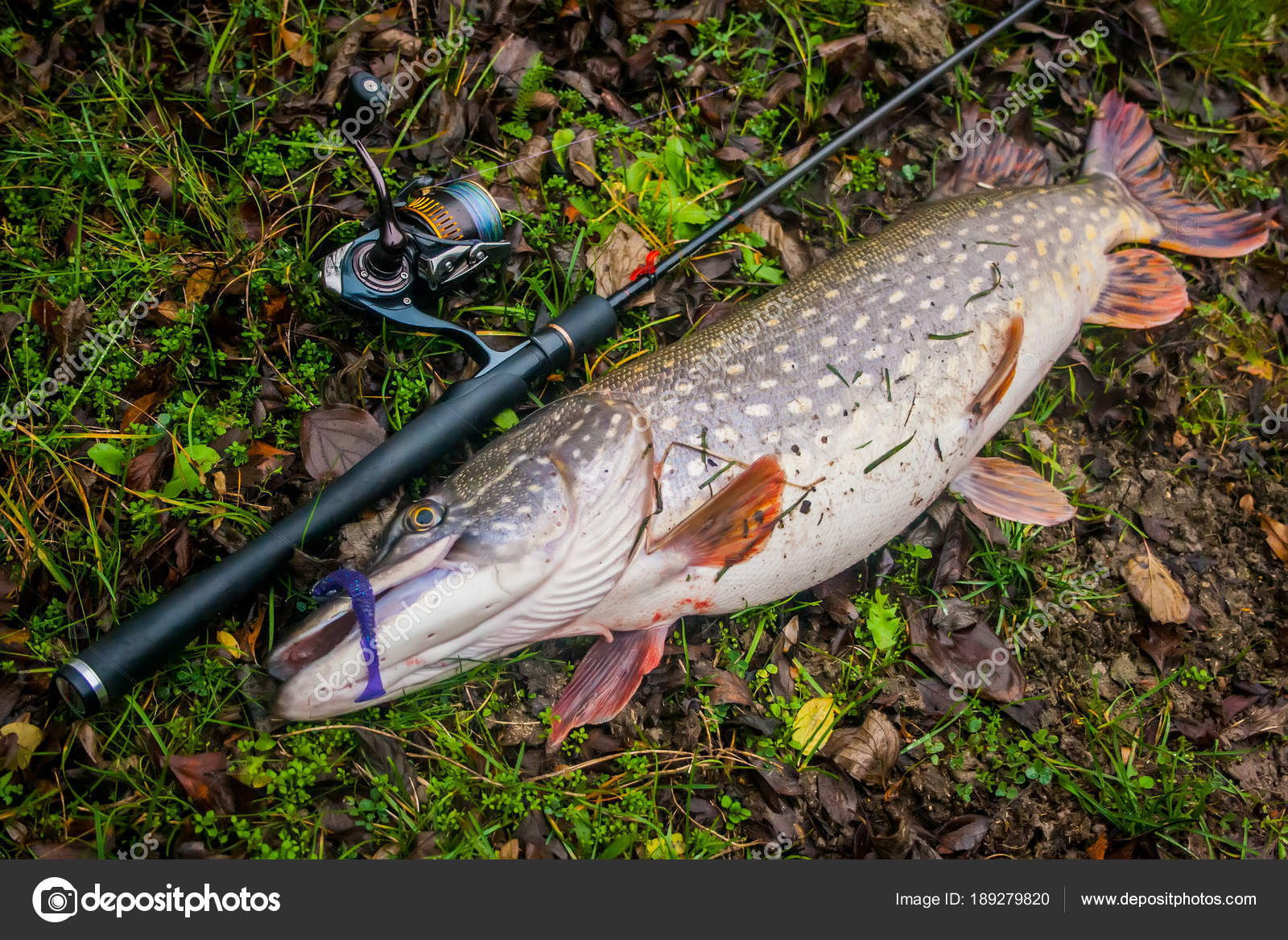 Freshwater Northern pike fish know as Esox Lucius and fishing ro Stock  Photo by ©bukhta79 189279820