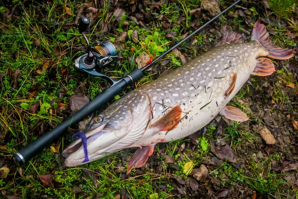 Freshwater Northern pike fish know as Esox Lucius and fishing ro