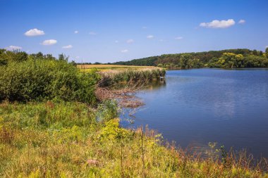 Çam arka planı Nehri'nin kıyıdan görüntülemek 