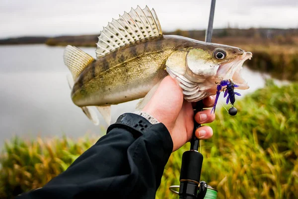 Taze zander yakaladı. Balıkçı yakalamak. Yakaladı balıkçı zander. — Stok fotoğraf