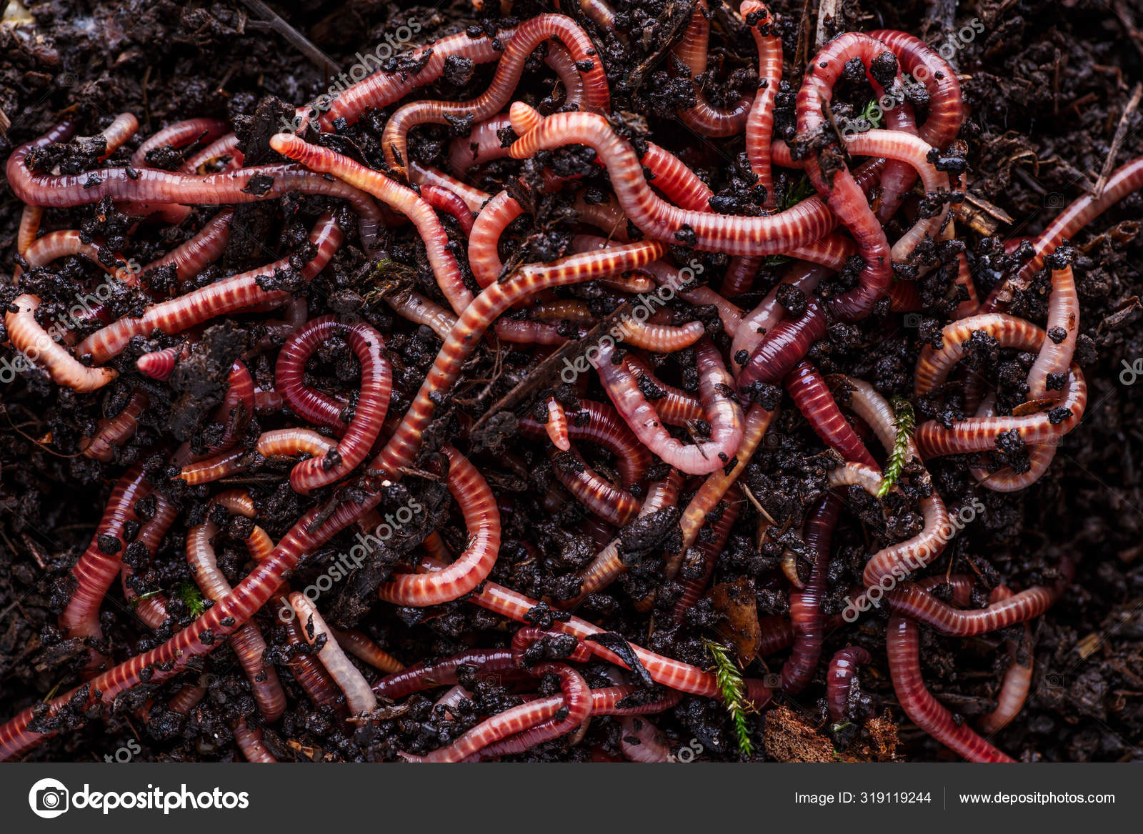 earthworms for fishing