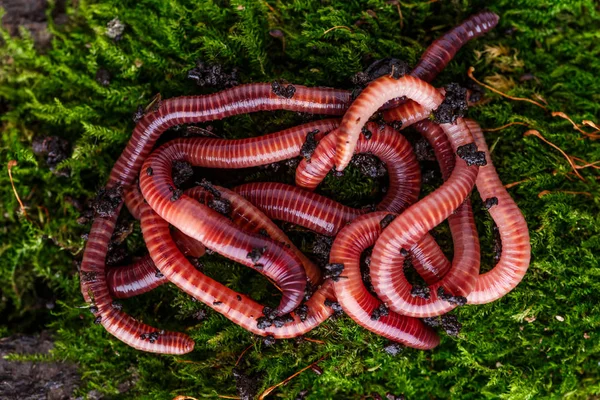 Viele lebende Regenwürmer zum Fischen im Boden, Hintergrund — Stockfoto