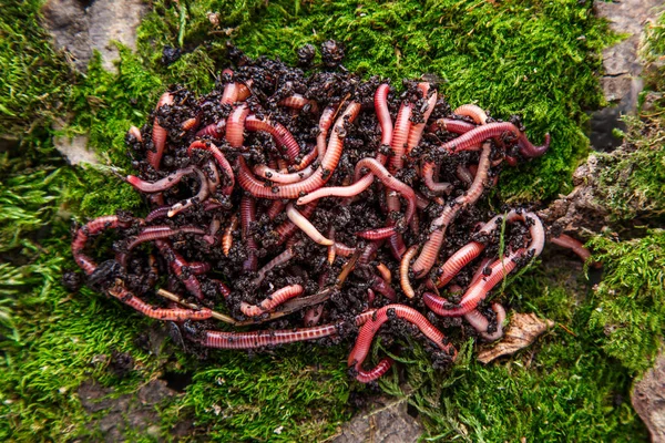 Muchas lombrices de tierra vivas para la pesca en el suelo, fondo — Foto de Stock