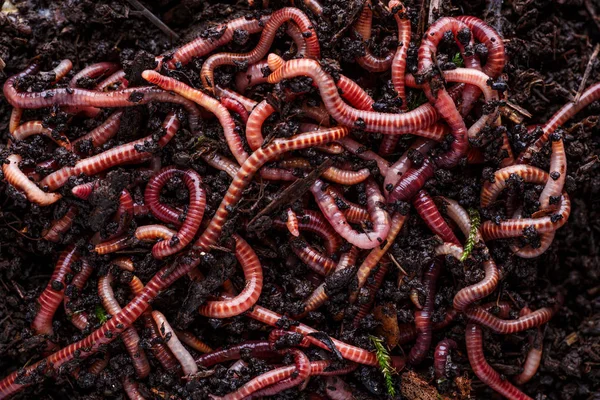 Много живых дождевых червей для рыбалки в почве, фон — стоковое фото