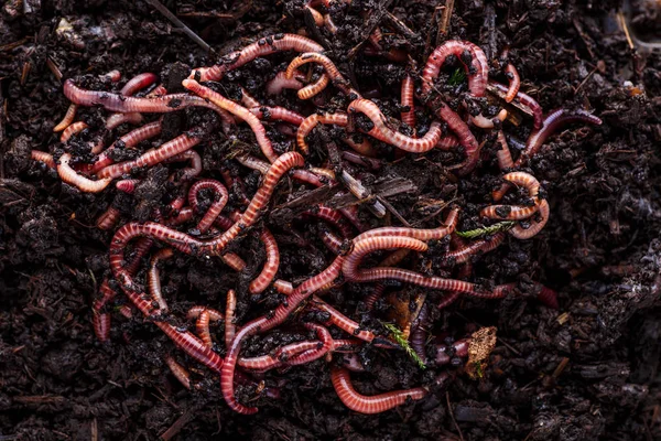 Veel levende regenwormen voor het vissen in de bodem, achtergrond — Stockfoto