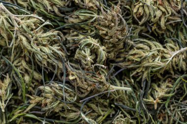 Çiçek tomurcuklarının geçmişi esrar, marihuana, ot manzaralı polis