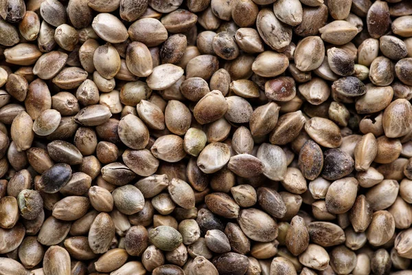 Viele Cannabis-Samen. Makro-Detail von Marihuana-Samen. organisch — Stockfoto