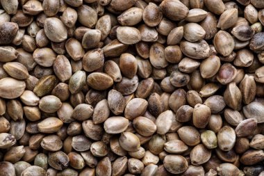  Bir sürü kenevir tohumu. Marihuana tohumunun makro ayrıntıları. Organik He