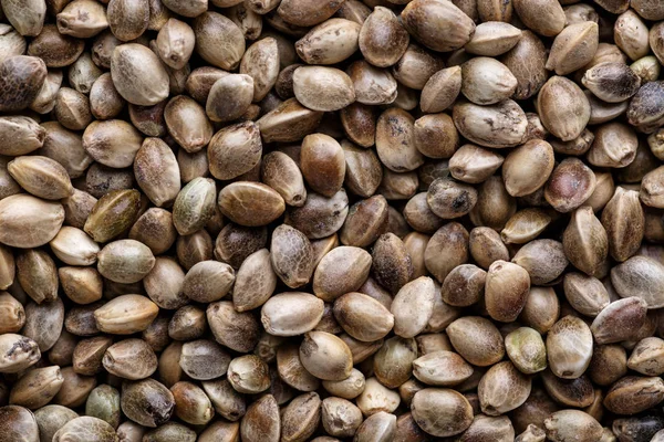 Muitas sementes de Cannabis. Detalhe macro de semente de maconha. Orgânico Ele — Fotografia de Stock