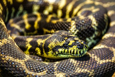 Dünyanın en uzun yılanı - Asya 'nın dev Reticulated Python