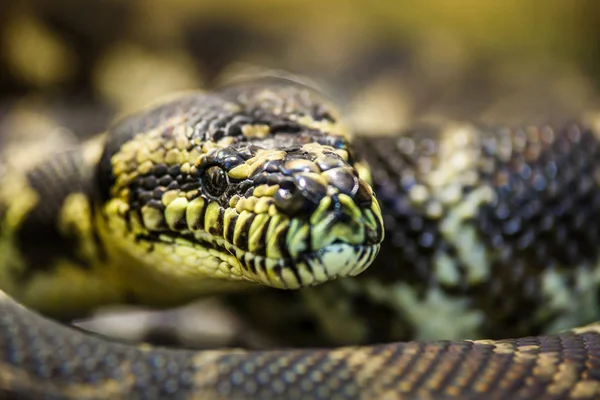 The longest snake in the world - Asia's giant Reticulated Python — Stock Photo, Image