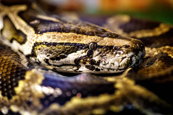 Netzpython (malayopython reticulatus) Schlange manchmal kn — Stockfoto