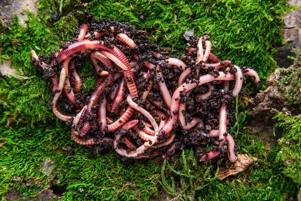 Many living earthworms for fishing in the soil, background — Stock Photo, Image