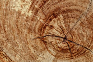 meşe ağacının kütük düştü - yıllık halka ile gövde bölümü