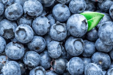 Metin için kopya alanı ile taze yaban mersini arka plan. Vega