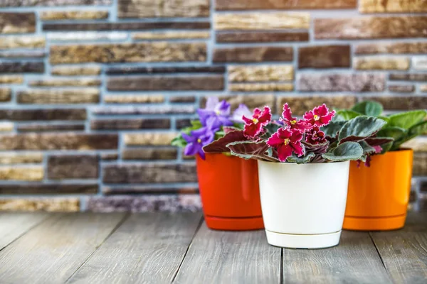 Three Blooming bright pink African violet flower on wooden table