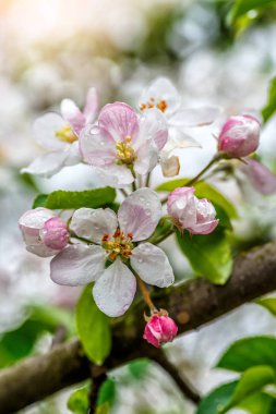 Güneşli güzel bir elma dalı. Tohum taşıyan bir parçanın