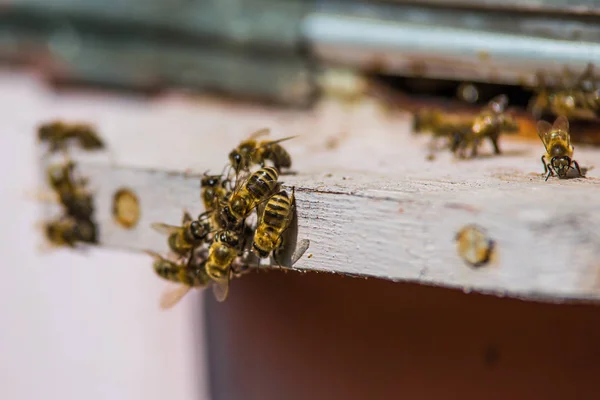 Ruches dans un rucher avec des abeilles volant vers les planches d'atterrissage dans un g — Photo