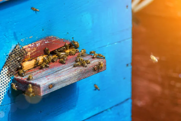 Ruches dans un rucher avec des abeilles volant vers les planches d'atterrissage dans un g — Photo