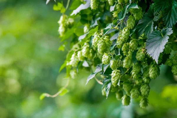 Fresh and Ripe Hops ready for harvesting. Beer production ingre — Stock Photo, Image