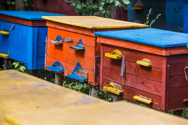 Une ruche d'un arbre se dresse sur un rucher. Les maisons de l'abeille — Photo