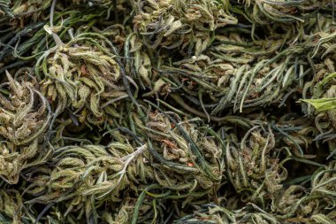 Çiçek tomurcuklarının geçmişi esrar, marihuana, ot manzaralı polis