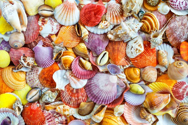Seashells tle, wiele niesamowitych muszli, koralowców i starf — Zdjęcie stockowe