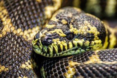 Dünyanın en uzun yılanı - Asya 'nın dev Reticulated Python