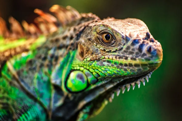 The green iguana, also known as the American iguana, mostly herb