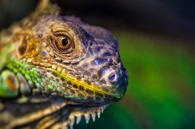 Yeşil iguana, Amerikan iguanası olarak da bilinir, çoğunlukla bitki.