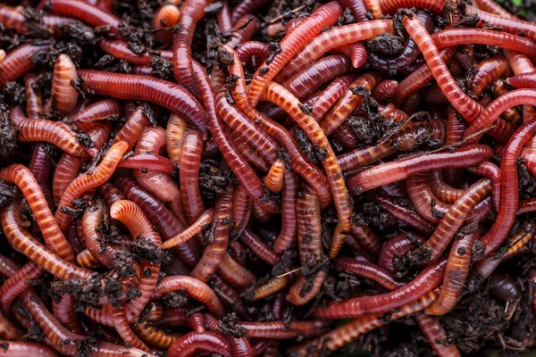 Muchas lombrices de tierra vivas para la pesca en el suelo, fondo —  Fotos de Stock