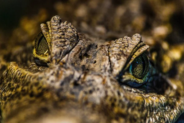 Aligátor vagy krokodil fogalom. Szem, aligátor és a fogak, a ő — Stock Fotó
