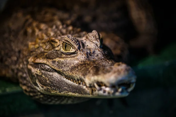 Αλιγάτορας ή κροκοδείλια έννοια. Μάτι του αλιγάτορα και τα δόντια σε αυτός — Φωτογραφία Αρχείου