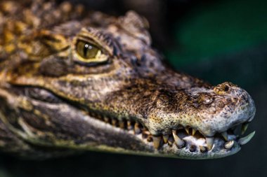 Timsah ya da timsah kavramı. Timsah ve o dişlerde göz